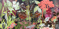 In Amongst the Foliage, autumnal botanical painting of layered leaves by Rachel Jeffery