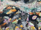 Rock Pool With Pink Granite by Rachel Jeffery